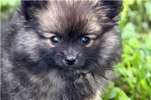 Edward - puppy for sale