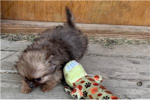 Bentley - Pomeranian for sale