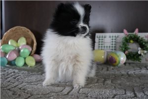 Tammy - Pomeranian for sale