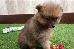 Maeve - Pomeranian for sale