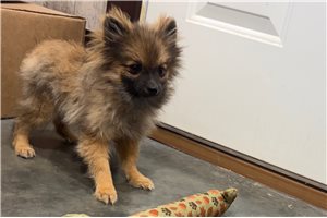 Edward - Pomeranian for sale