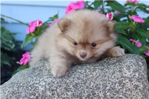 Sheba - Pomeranian for sale