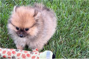 Cassius - Pomeranian for sale
