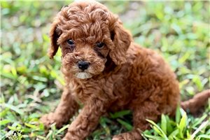 Neely - puppy for sale