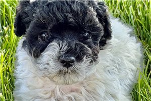 Hannah - Poodle, Miniature for sale