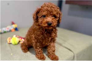 Esteban - Poodle, Miniature for sale