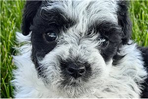 Harvard - puppy for sale