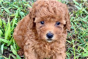 Nala - Poodle, Toy for sale