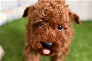 Evander - Poodle, Miniature for sale