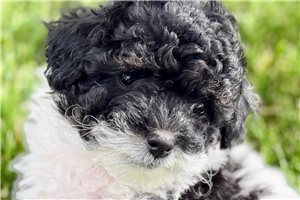 Harlow - Poodle, Miniature for sale