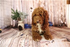 Dallas - Poodle, Miniature for sale