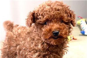 Evander - Poodle, Miniature for sale