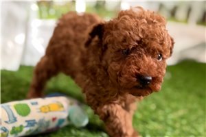 Evander - Miniature Poodle for sale