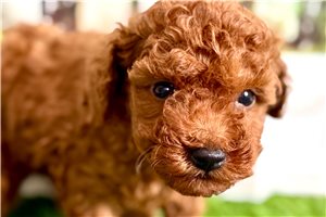 Esteban - Poodle, Miniature for sale