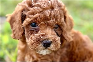 Neely - Poodle, Toy for sale