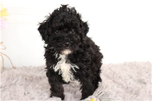 Kumar - Miniature Poodle for sale