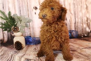 Diana - Poodle, Miniature for sale