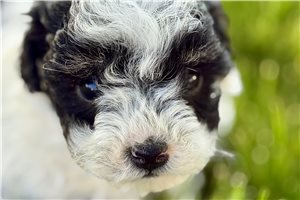 Harrison - puppy for sale
