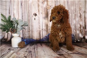 Dalton - Poodle, Miniature for sale
