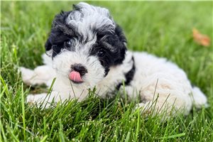 Harrison - Poodle, Miniature for sale