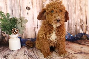 Keith - Poodle, Miniature for sale