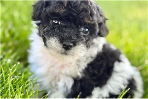Harlow - puppy for sale