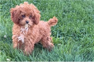 Nigel - Toy Poodle for sale