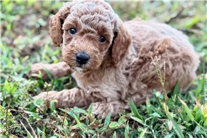 Orlando - puppy for sale