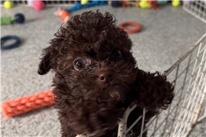 Katherine - Toy Poodle for sale