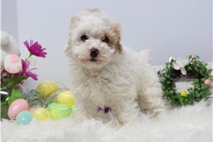 Airiana - Poodle, Toy for sale