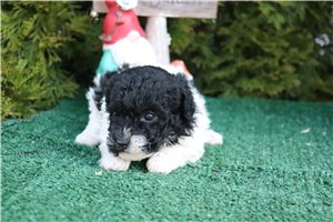 Lana - Toy Poodle for sale