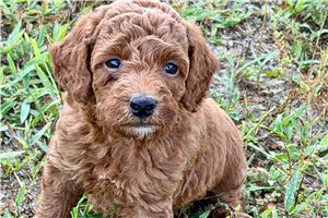 Owen - Poodle, Toy for sale