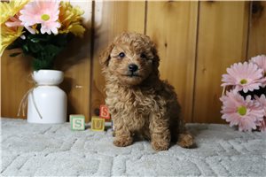 Gerard - Poodle, Toy for sale