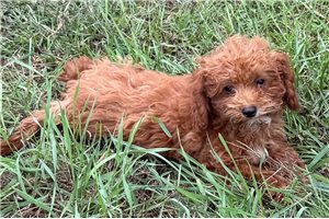 Nigel - Poodle, Toy for sale