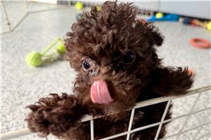 Katherine - Poodle, Toy for sale
