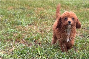 Nigel - Poodle, Toy for sale