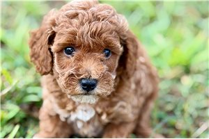 Norah - puppy for sale