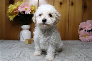 Georgia - Poodle, Toy for sale