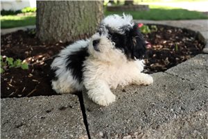 Kutcher - Poodle, Toy for sale
