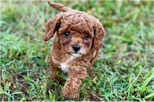 Nigel - Poodle, Toy for sale