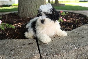 Kutcher - Toy Poodle for sale
