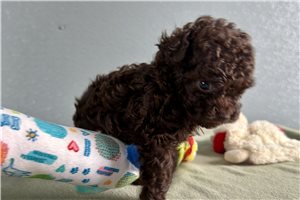 Kinsley - puppy for sale