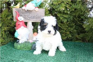Lacey - Poodle, Toy for sale