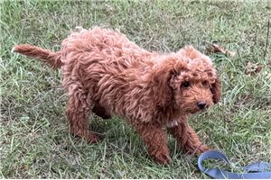 Orlando - Toy Poodle for sale