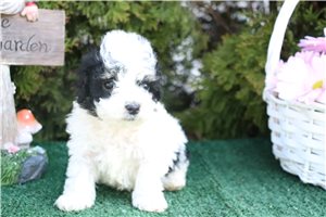 Kutcher - Poodle, Toy for sale