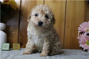 Gracie - Poodle, Toy for sale