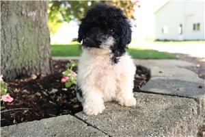 Lana - Poodle, Toy for sale