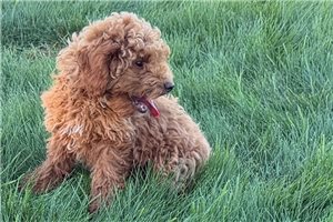 Orlando - Toy Poodle for sale