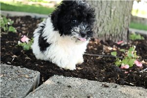 Lana - Poodle, Toy for sale