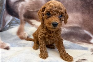 Evan - Poodle, Toy for sale
